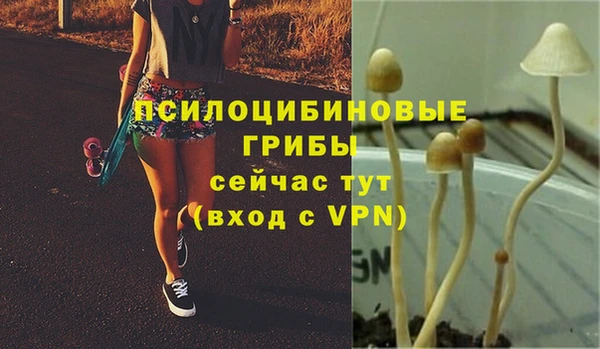 PSILOCYBIN Армянск