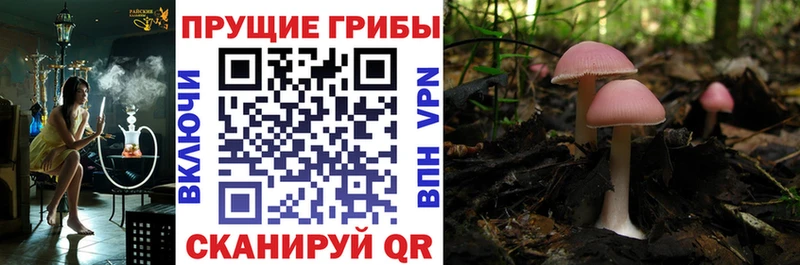 даркнет сайт  Багратионовск  Галлюциногенные грибы GOLDEN TEACHER 
